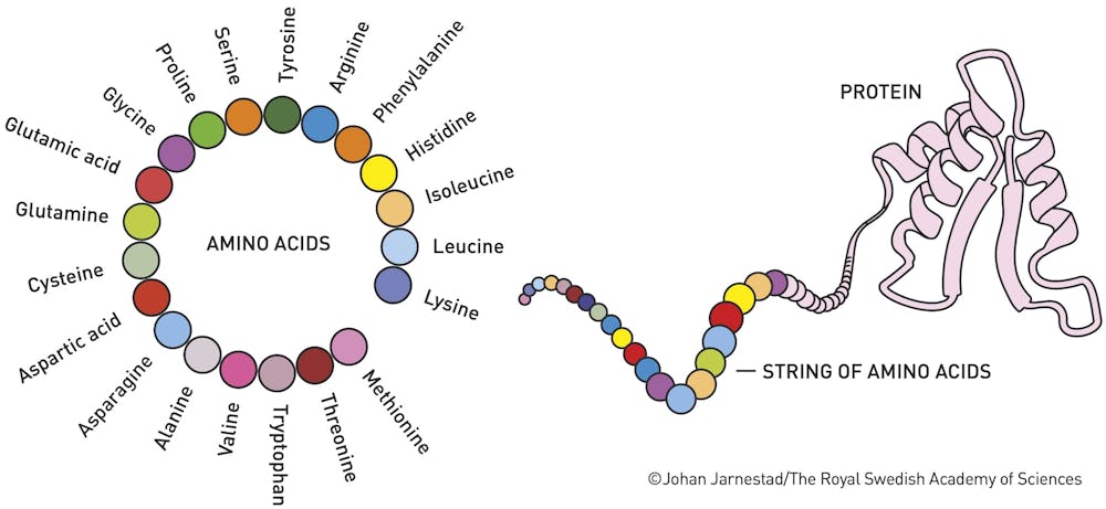 A diagram showing a sequence of amino acids folding to form a protein